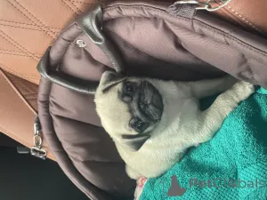 Дополнительные фото: Щенки мопса