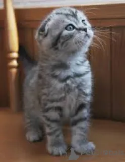 Фото №2 к объявлению №161616 о продаже шотландская вислоухая (скоттиш фолд) - купить в Бельгии частное объявление, заводчик