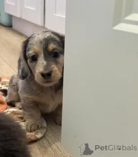 Фото №4. Продажа таксу в Берлине заводчик - цена договорная