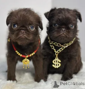 Фото №3. Гриффон Брюссель.  Сербия