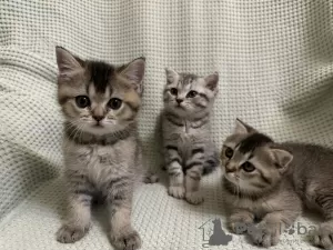 Фото №3. Шотландские котята - Scottish fold и Scottish straight. Молдова