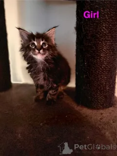 Дополнительные фото: КОТЯТА МЕЙН КУНА НА ПРОДАЖУ