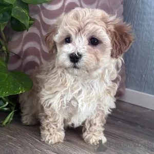 Фото №3. Deze prachtige такса для щенков.  Бельгия