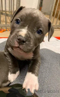 Фото №2 к объявлению №159920 о продаже американского питбультерьера - купить в Германии 