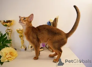 Дополнительные фото: Клубные абиссинские котята