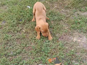 Дополнительные фото: Короткая венгерская собака, щенки