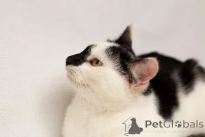 Дополнительные фото: Чудесные кошечки-сестрички Малышка и Мура в дар