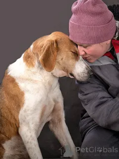 Дополнительные фото: Зара, обворожительная, статная гончая ищет дом