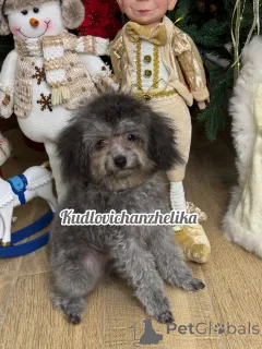 Фото №3. Тедди пудель Китай мини размера.  Россия