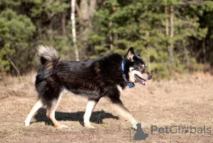 Фото №2 к объявлению №144543 о продаже беспородную - купить в России частное объявление