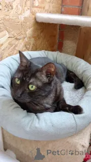 Дополнительные фото: Афина кошка редкой красоты, словно сотканная из ночи и серебра.