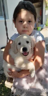 Дополнительные фото: Золотистый ретривер 3NNNN