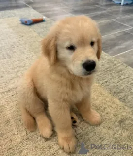 Фото №3. Прахтиге золотистый ретривер-щенки.  Нидерланды