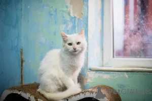 Дополнительные фото: Милая и ласковая Бэлла ищет дом