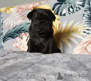 Фото №2 к объявлению №167676 о продаже  - купить в Германии частное объявление, заводчик