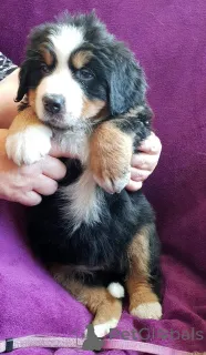 Дополнительные фото: Щенки бернского зенненхунда