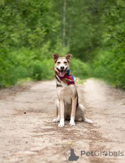 Фото №4. Продажа беспородную в Москве реке  - цена Бесплатно