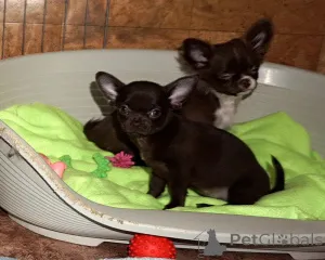 Фото №4. Продажа чихуахуа в Минске из питомника - цена договорная
