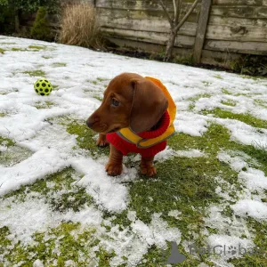Фото №1.  - купить в Bad Soden-Salmünster за Бесплатно. Объявление №163507