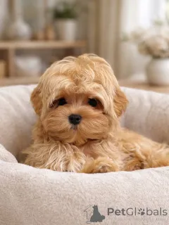 Фото №4. Продажа мальтипу в Мюнхене частное объявление, заводчик - цена договорная