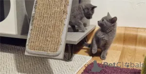 Фото №1. шартрез - купить в Аскаффенбург за 32468₽. Объявление №151630