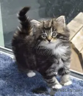 Фото №3. Noorse Boskattenkittens te koop. Бельгия