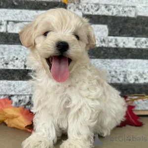 Фото №1.  - купить в Байенфурт за 32468₽. Объявление №152919