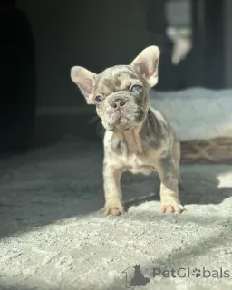 Фото №3. Французские бульдоги для усыновления.  Германия