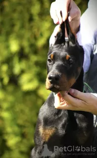 Дополнительные фото: Продаются щенки добермана