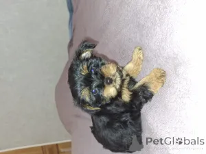 Дополнительные фото: Обаятельные щенки Йоркширского Терьера