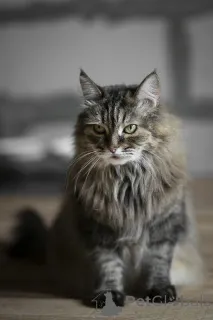 Фото №4. Продам  в Москва  - цена Бесплатно