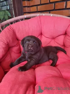 Дополнительные фото: Щенки коричневого лабрадора