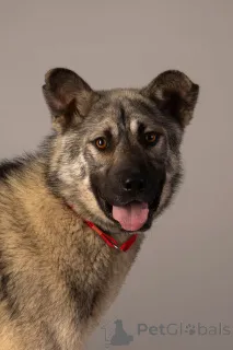 Фото №1. беспородная - купить в Санкт-Петербурге за Бесплатно. Объявление №146686