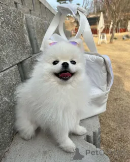 Фото №1. померанский шпиц - купить в Штат Миссисипи за 49427₽. Объявление №166384