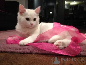 Фото №1. норвежская лесная - купить в Меттманн за 32468₽. Объявление №149192