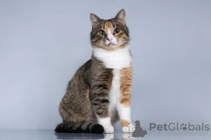 Фото №1.  - купить в Химках за Бесплатно. Объявление №161457