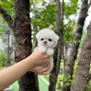 Дополнительные фото: 2 очаровательных щенка мальтийской болонки ищут любящий дом! Игривый, нежный и