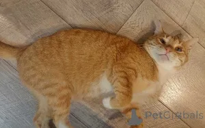 Дополнительные фото: Котик-подросток Василий ищет дом