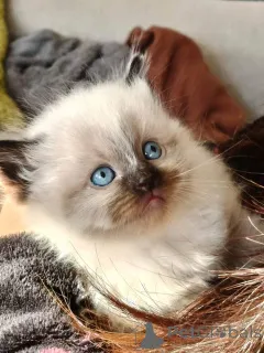 Дополнительные фото: Registrierte reinrassige Ragdoll-Kätzchen