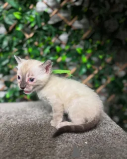 Фото №1. бенгальская - купить в Фрибург за 69575₽. Объявление №152718