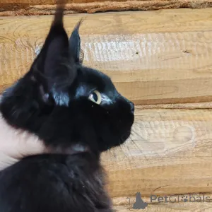 Фото №3. Maine Coon cat. Россия