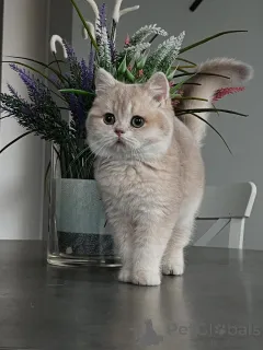Фото №3. Котята Шиншиллы идеальное сочетание красоты и доброго темперамента.. Германия