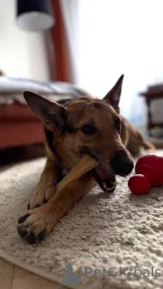 Дополнительные фото: Пес Семен ищет новый дом!