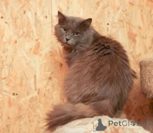 Фото №2 к объявлению №165036 о продаже  - купить в России из приюта