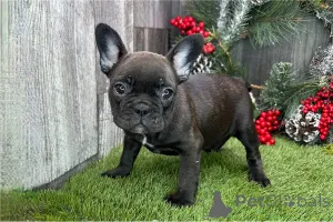 Фото №1. французский бульдог - купить в Кампания De Berchtesgaden за договорная. Объявление №155634