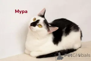 Фото №4. Продам  в Минске частное объявление - цена Бесплатно