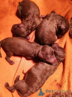 Фото №4. Продажа пуделя (той) в Траншея заводчик - цена договорная