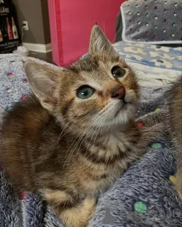 Фото №1. бенгальская - купить в Мюнхене за 37107₽. Объявление №150587