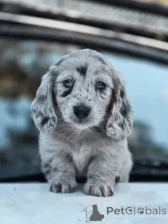 Фото №4. Продажа  в Дарвин  - цена 62908₽