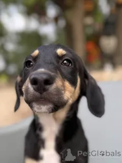 Фото №4. Продажа ксолоитцкуинтли в Брюсселе заводчик - цена 139151₽